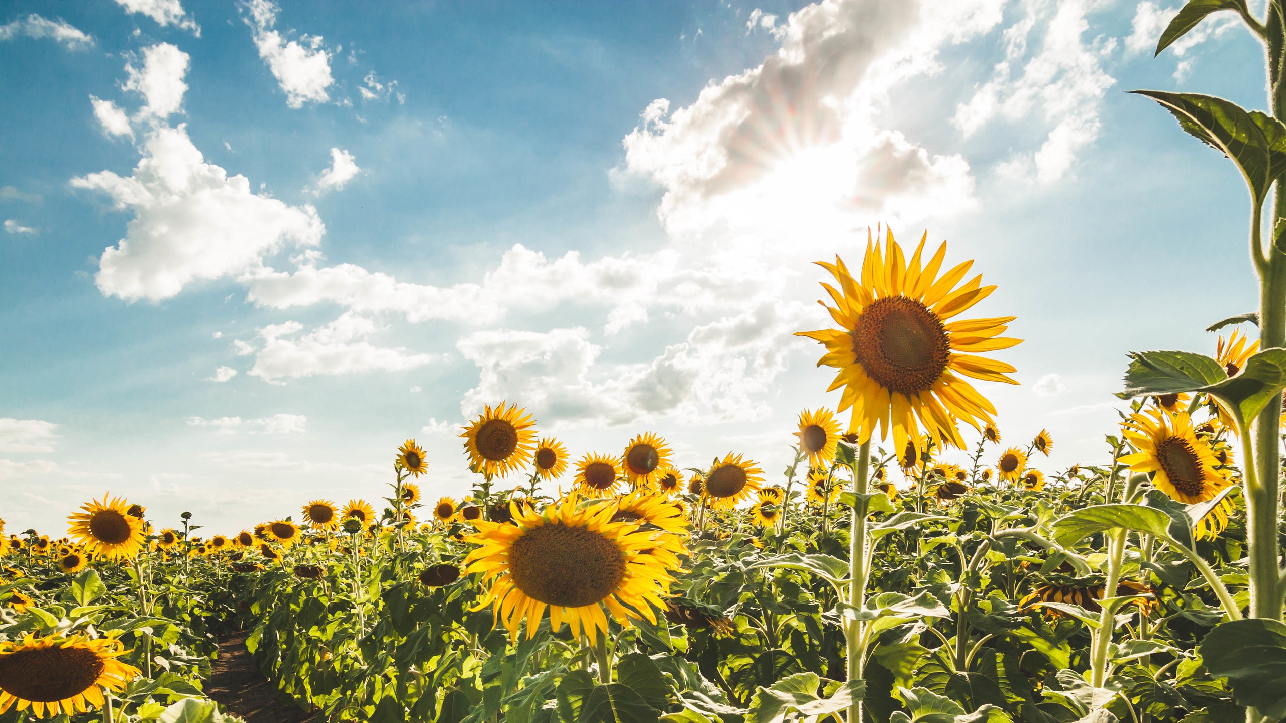 Sunflower field — food raw material supply